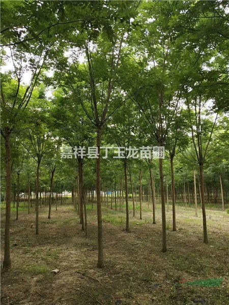 我基地專業(yè)種植國槐、現(xiàn)出售8公分國槐6000棵