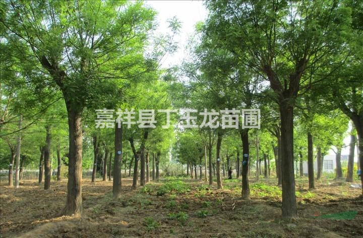 胸徑15公分國槐樹批發(fā)基地在哪里