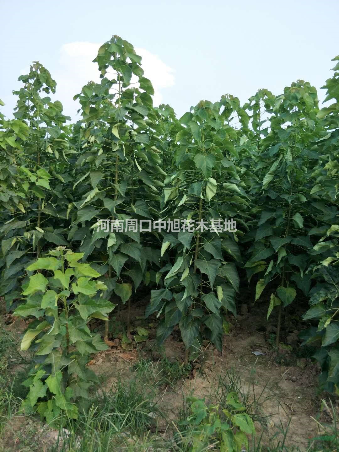 苗圃直供14公分楸樹