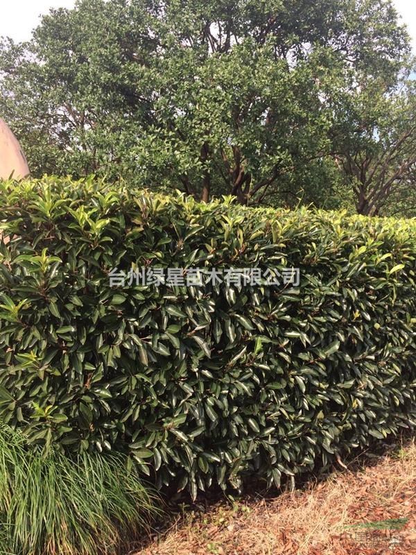 珊瑚樹