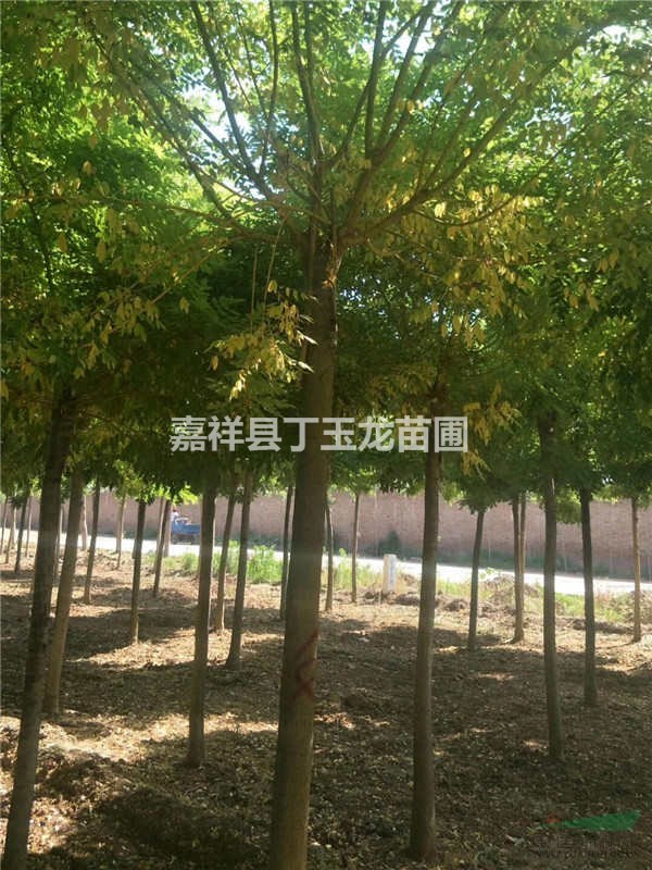 黃金槐10公分價(jià)格哪家最低