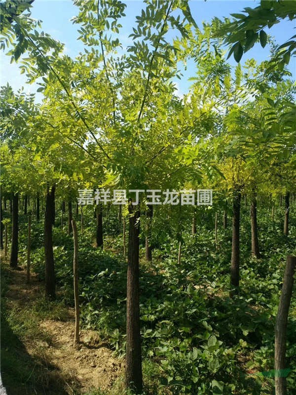 黃金槐10公分價(jià)格哪家最低