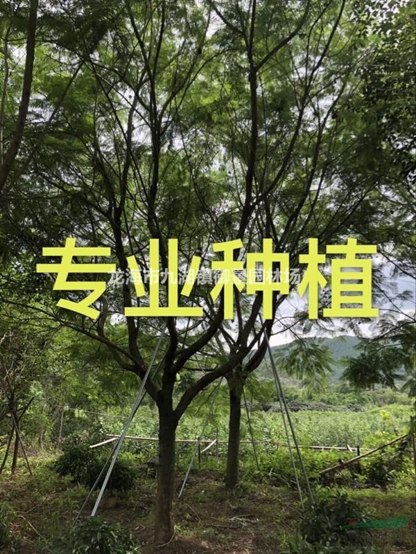 藍花楹樹苗價格 藍花楹樹苗圖片 藍花楹樹苗種植基地
