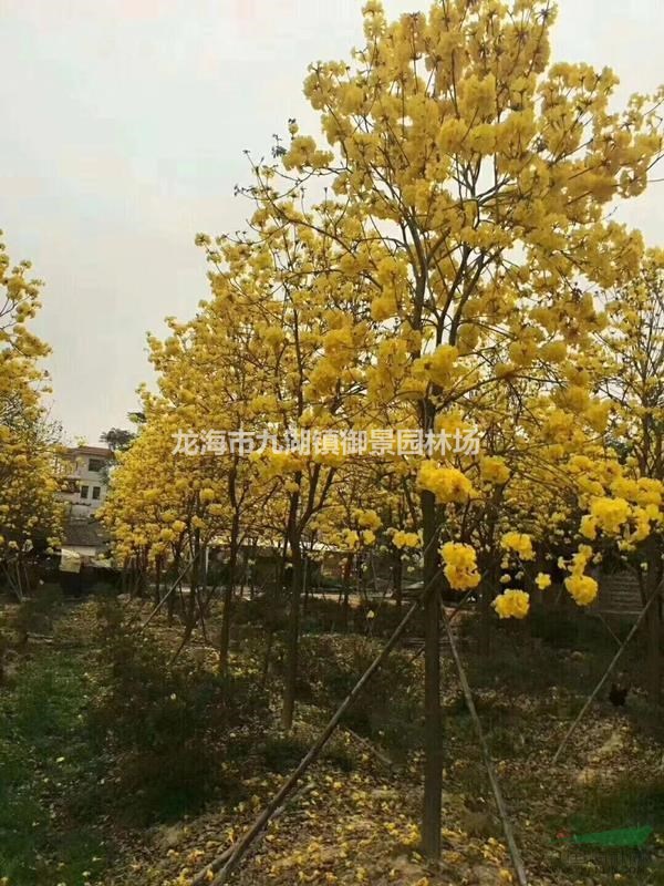黄花风铃木树苗价格 黄花风铃木树苗批发 黄花风铃木树苗供应