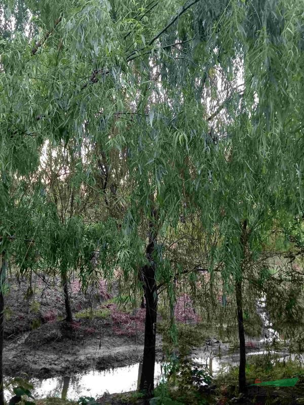 柳樹(shù)