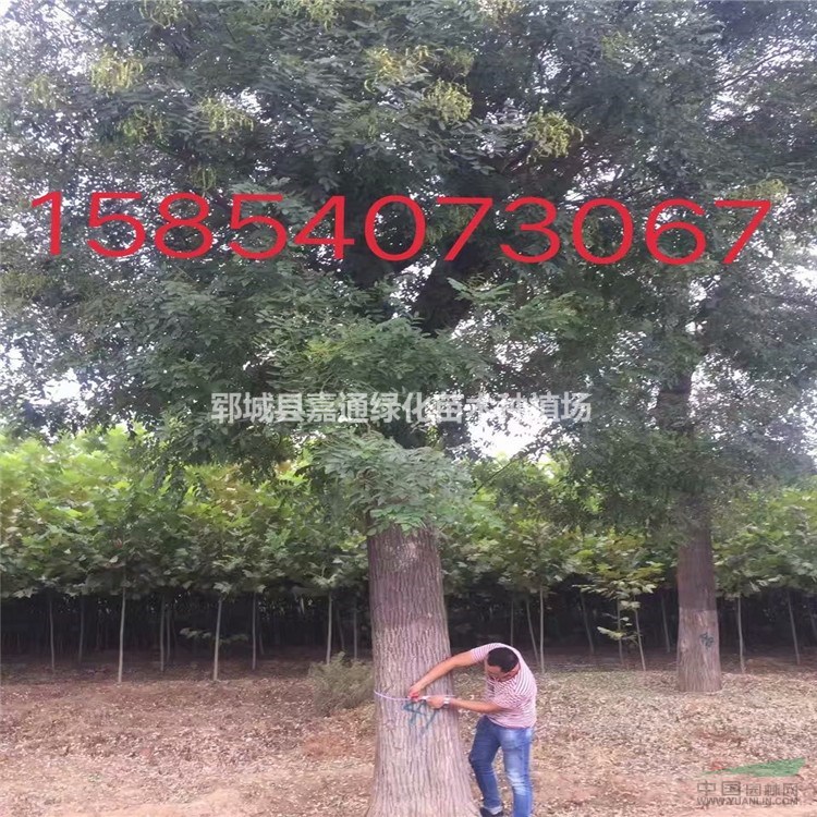 國槐專業(yè)種植苗木基地 國槐基地常年大量出售10-25公分國槐