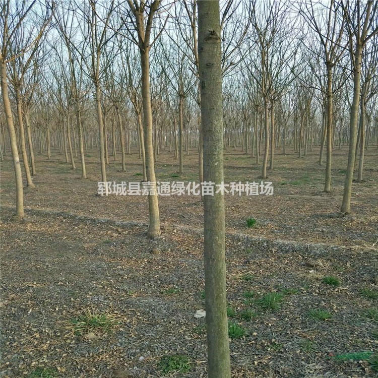 國槐專業(yè)種植苗木基地 國槐基地常年大量出售10-25公分國槐