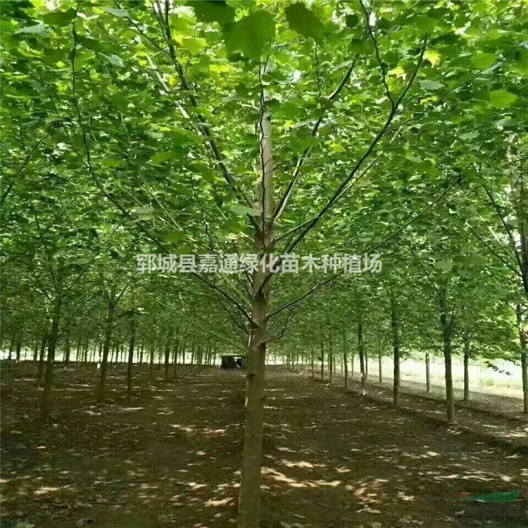 法桐樹專業(yè)種植  10-25公分法桐大量出售  歡迎搶購