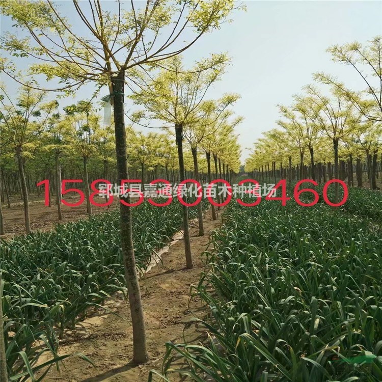 黃金槐價(jià)格咨詢  5公分黃金槐最新報(bào)價(jià)  10公分黃金槐報(bào)價(jià)