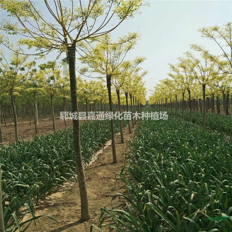 黃金槐價(jià)格咨詢  5公分黃金槐最新報(bào)價(jià)  10公分黃金槐報(bào)價(jià)