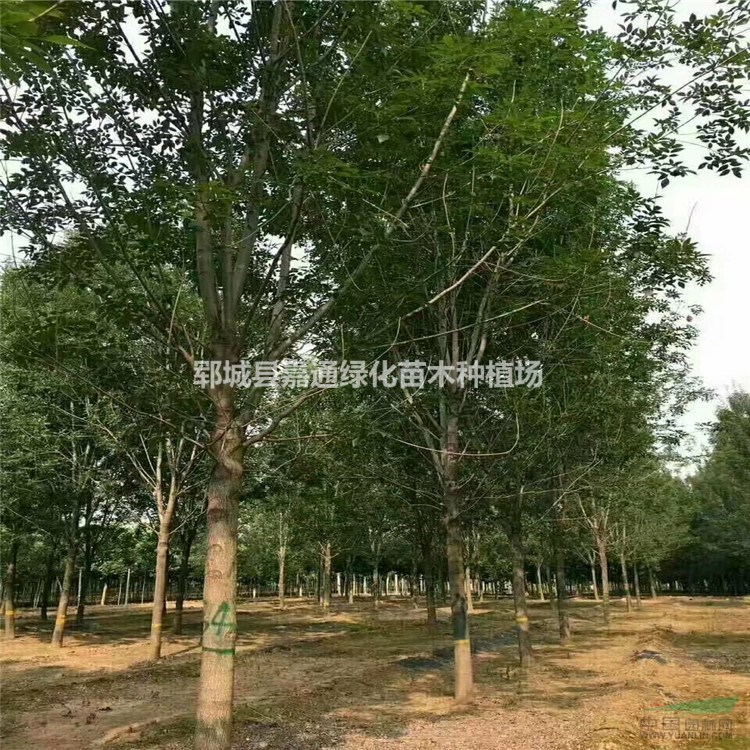 15公分白蠟價格列表  10公分白蠟最新報價  白蠟苗價格咨