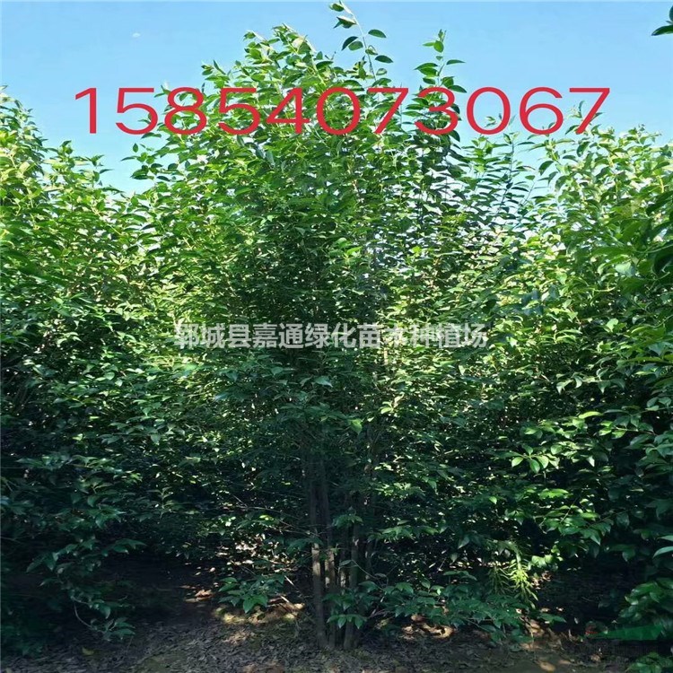 15公分白蠟價格列表  10公分白蠟最新報價  白蠟苗價格咨