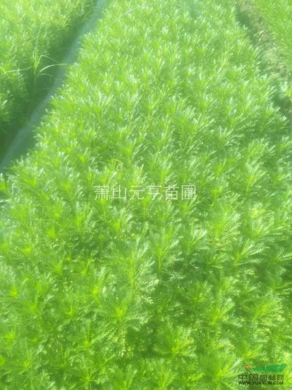 優(yōu)質(zhì)草花  黃金菊