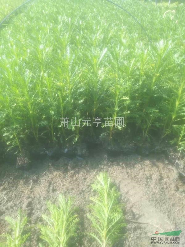 優(yōu)質(zhì)草花  黃金菊