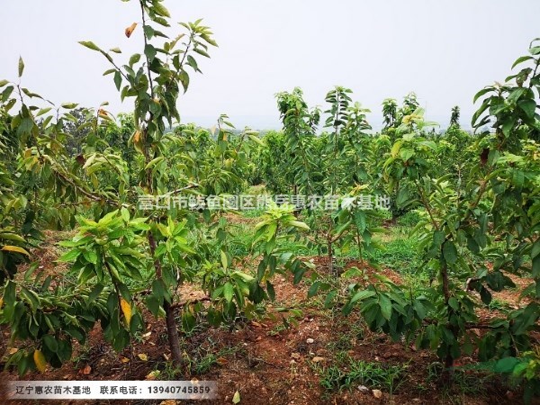 遼寧美早大櫻桃苗基地供應(yīng)價(jià)格