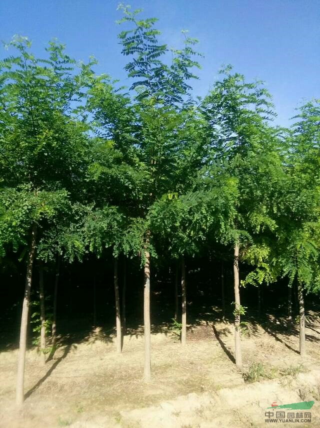苗圃自產(chǎn)自銷8-12公分刺槐/刺槐價格/河北刺槐