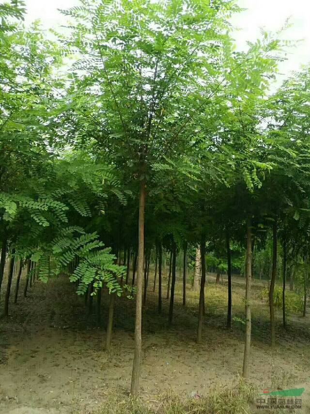 苗圃自產(chǎn)自銷8-12公分刺槐/刺槐價格/河北刺槐
