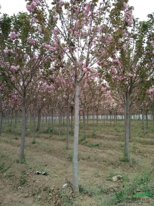 櫻花