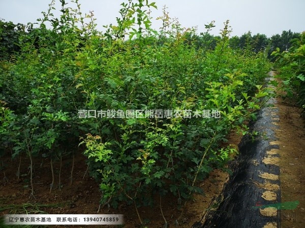 遼寧大果山楂苗