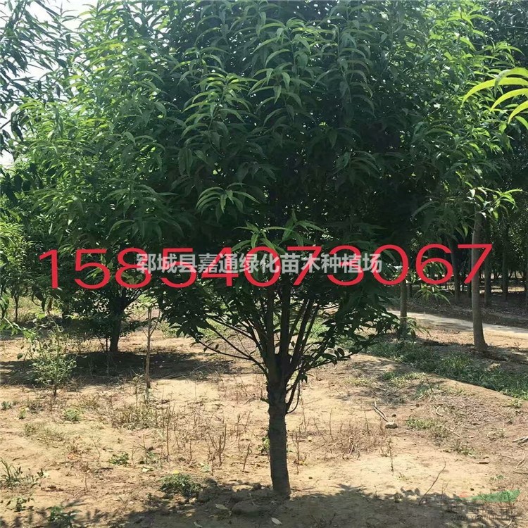 山東碧桃價(jià)格咨詢  6公分碧桃價(jià)格  10公分碧桃價(jià)格 