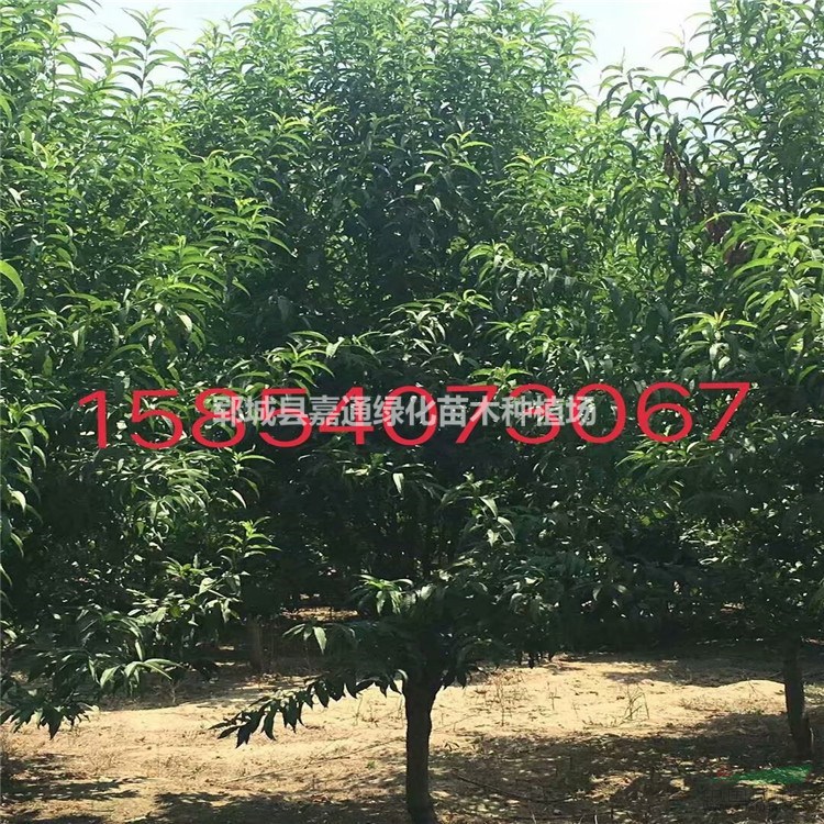 山東碧桃價(jià)格咨詢  6公分碧桃價(jià)格  10公分碧桃價(jià)格 