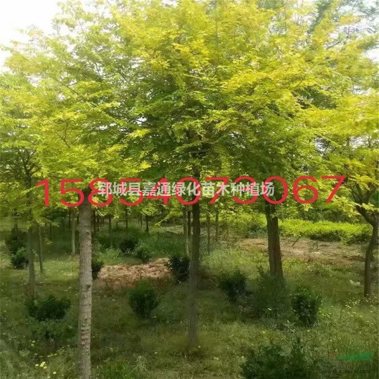 山東菏澤專業(yè)種植金葉榆基地   10公分金葉榆價(jià)格咨詢