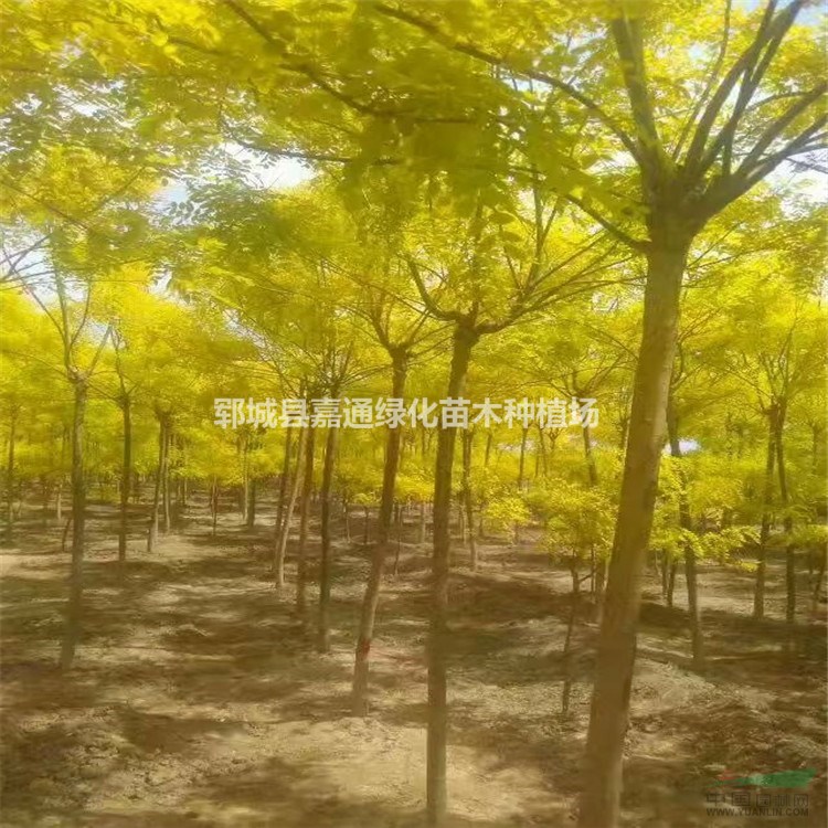 山東菏澤專業(yè)種植金葉榆基地   10公分金葉榆價(jià)格咨詢