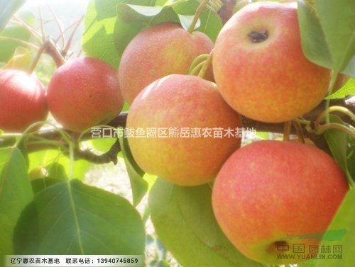 遼寧南果梨樹苗