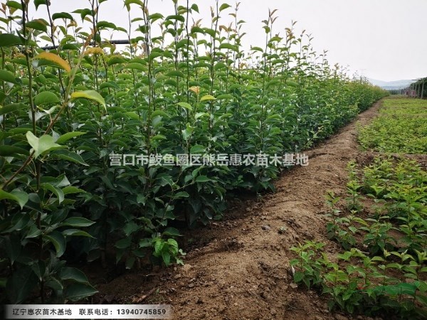 遼寧南果梨樹苗