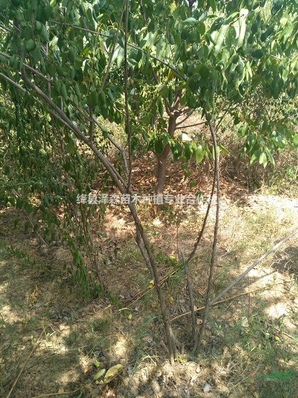 連翹苗苗圃基地 連翹苗怎么賣? 1-2年連翹苗價格