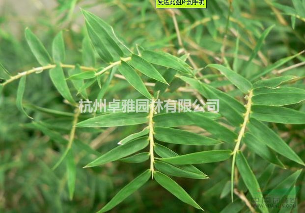 鳳尾竹(美植袋),花境植物,球類,工程用苗木,庭園用花卉