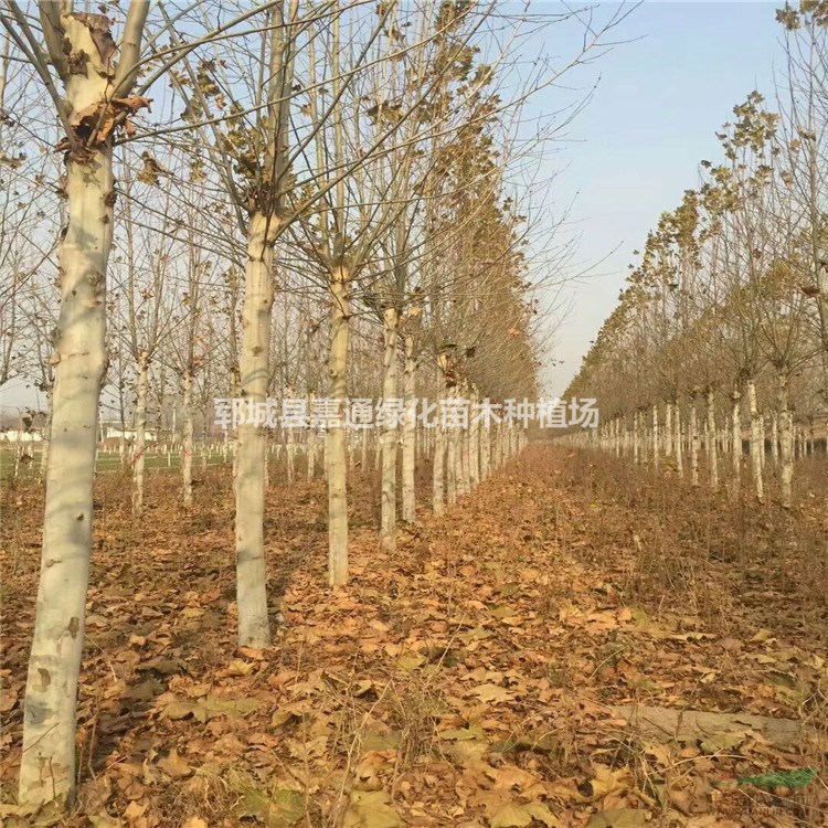 山東20公分法桐價(jià)格  25公分法桐價(jià)格  法桐樹(shù)咨詢(xún)
