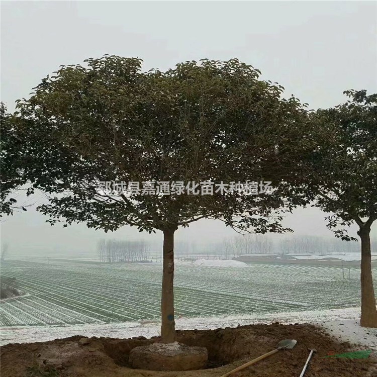 山東嘉通苗木基地供應(yīng)15公分大葉女貞價(jià)格 16公分大葉女貞價(jià)