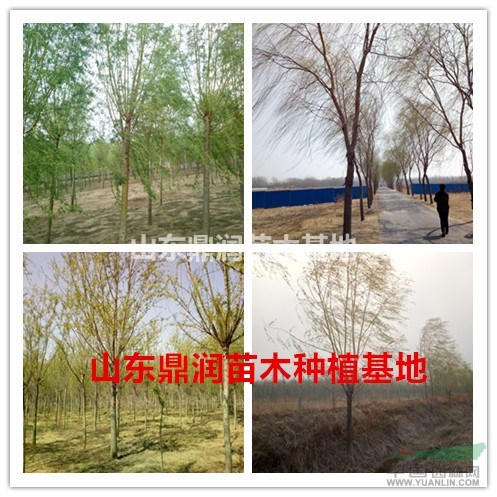 4公分垂柳最新報(bào)價(jià) 哪里4公分發(fā)冒垂柳價(jià)格