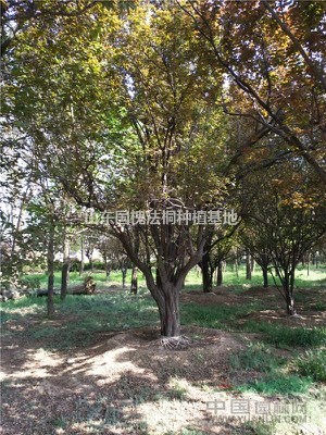 10-40公分垂柳樹 優(yōu)質(zhì)品種齊全