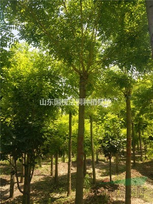 10-40公分垂柳樹 優(yōu)質(zhì)品種齊全