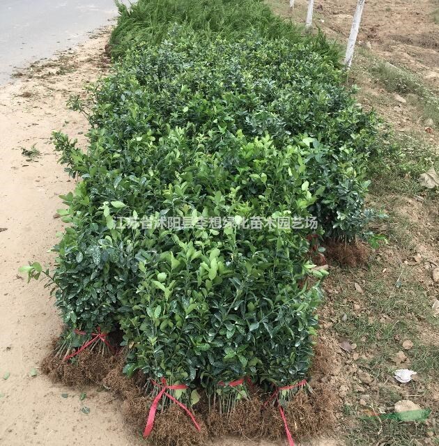 供應(yīng)冬青.紅葉石楠.豐花月季.紅葉小波.金葉女貞.小葉女貞