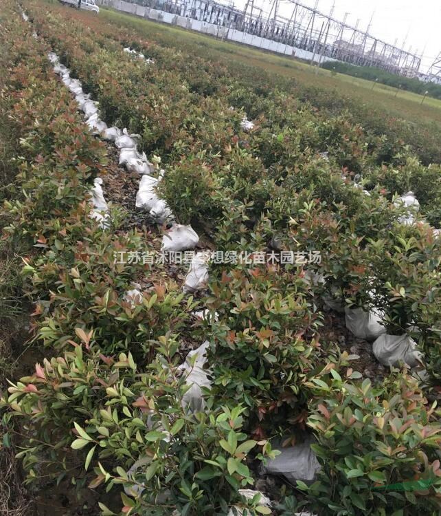 供應(yīng)冬青.紅葉石楠.豐花月季.紅葉小波.金葉女貞.小葉女貞