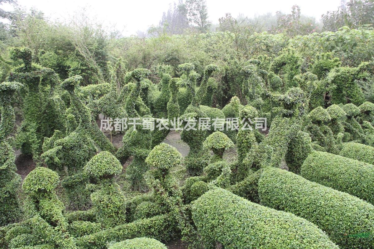 千蜀園林造型基地編制植物體育運動造型 小葉女貞造型 植物造型