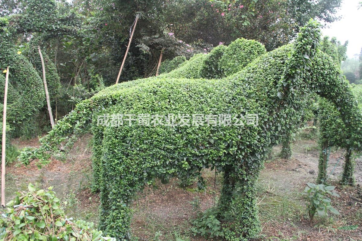 千蜀園林造型基地編制植物體育運動造型 小葉女貞造型 植物造型