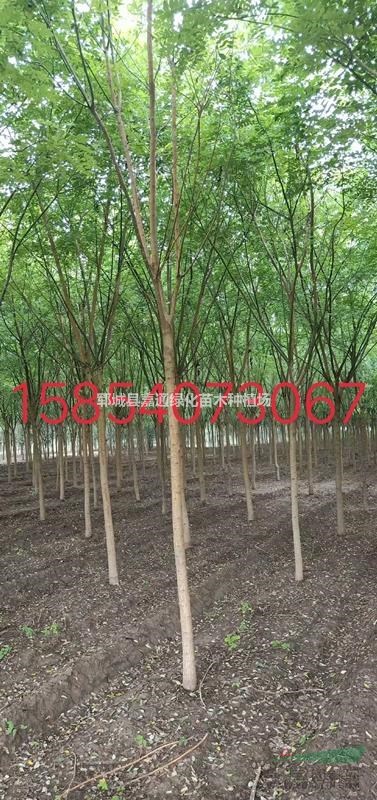 菏澤國槐，全新國槐價(jià)格列表