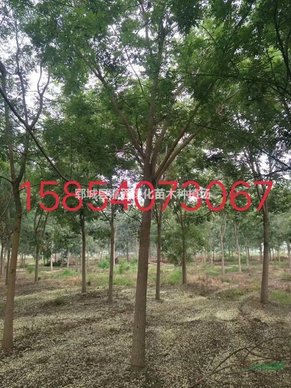 菏澤國槐，全新國槐價(jià)格列表