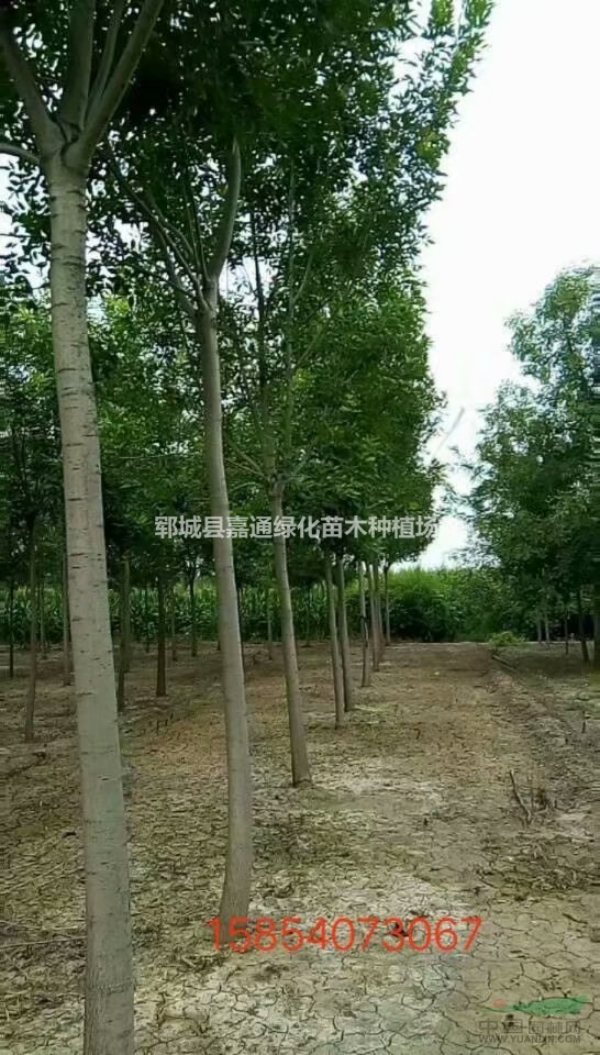 低價出售白蠟苗 12公分白蠟樹價格咨詢