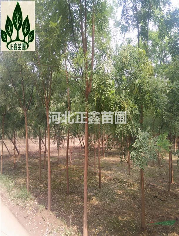 河北國槐 6公分國槐 7公分國槐價格