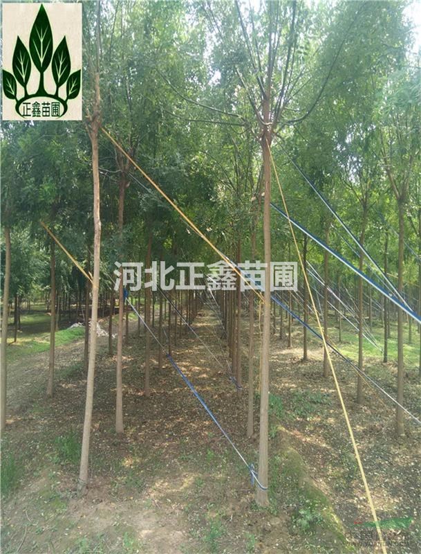 河北國槐 6公分國槐 7公分國槐價格