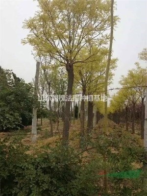 20公分金葉槐  批發(fā)價(jià)格多少 