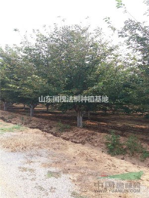 25公分大葉女貞  出售價(jià)格  批發(fā)廠家