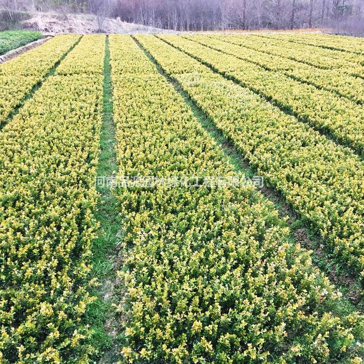 常綠灌木苗 瓜子黃楊苗批發(fā) 園林綠化工程樹苗 綠籬叢生景觀栽