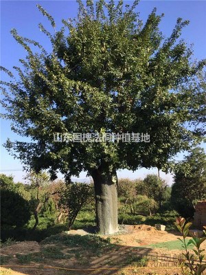 紫葉李 優(yōu)質(zhì)品種 大量出售