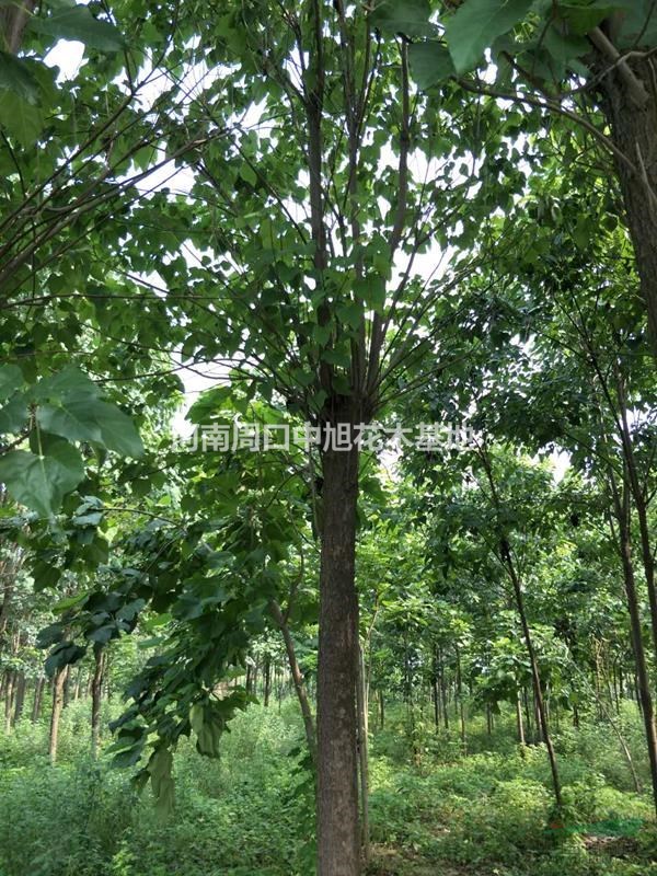 多規(guī)格楸樹，熱賣中，中旭花木期待與您的合作共贏